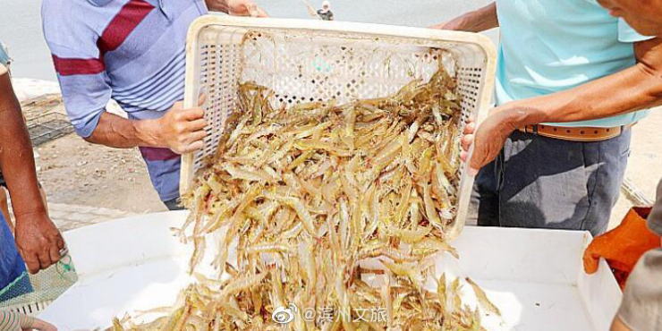 美高梅开户/山东滨州北海“盐田虾”进入捕捞季，捕捞将一直持续到十月底